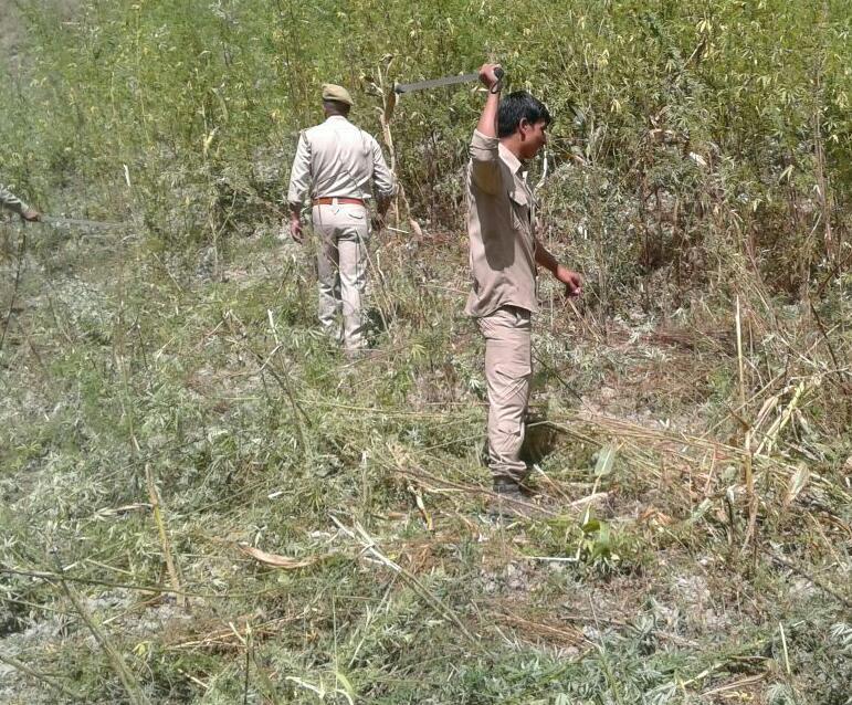 Handwara police destroys bhang cultivation