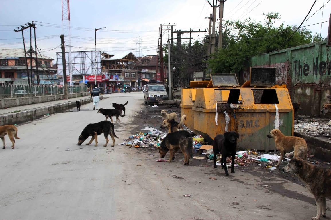 Stray dogs making Bemina residents lives miserable