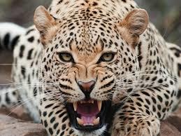 4-year-old baby mauled to death by leopard in Uri