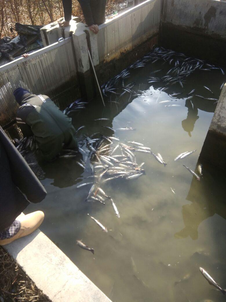 Trout fishes die as miscreants sprinkle chemical in Mawar Nalah