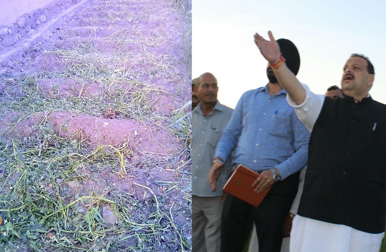 Provide compensation to hail-storm hit farmers: Rana to Govt
