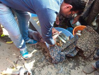 Stale fish weighing 2 quintals destroyed