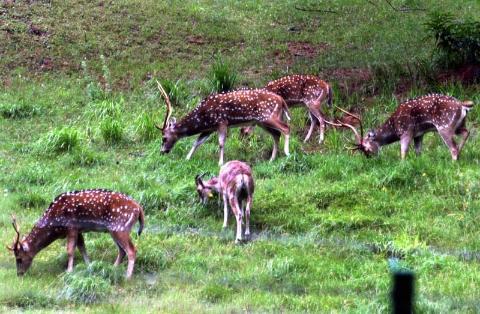 PEC seeks reconsideration of setting up Zoo at Pahalgam
