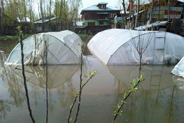 Bandipora’s crop hit farmers fume over government's apathy
