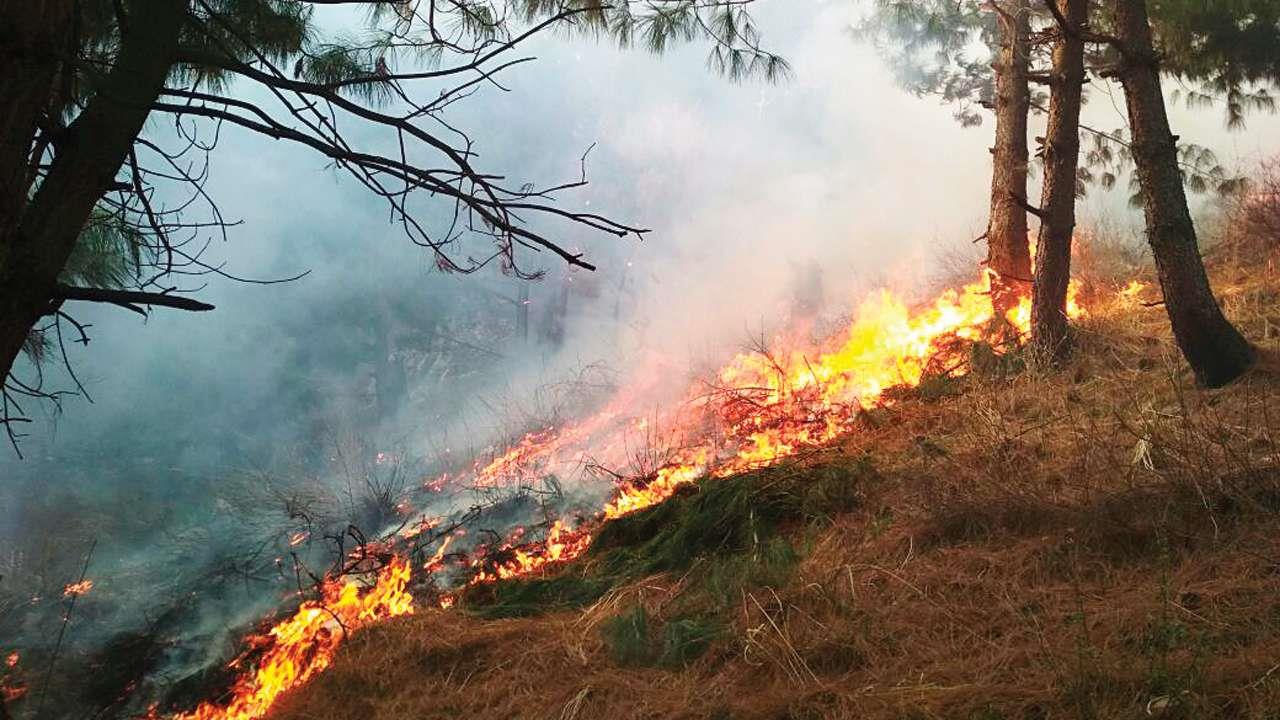 Fire rages in Hyhama forests, forest officials in deep slumber