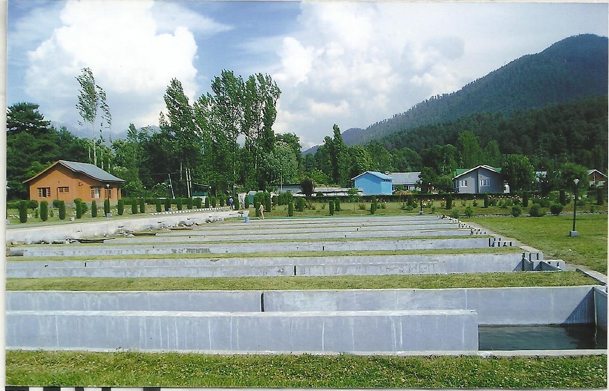 Govt declares Anantnag as trout fish district of country