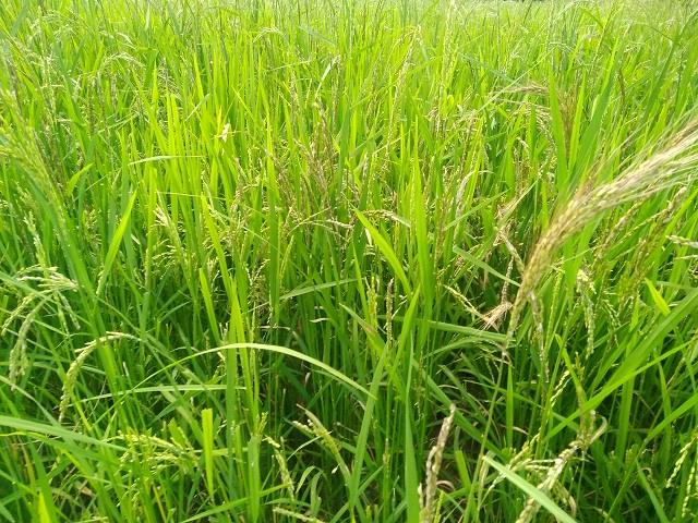 After floods, I&FC fails to provide water to paddy fields in Karnah