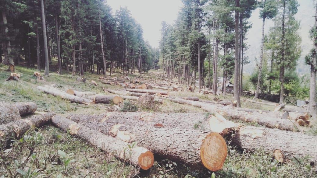 Hundreds of forest trees face axe for Ladakh-Ganderbal transmission line