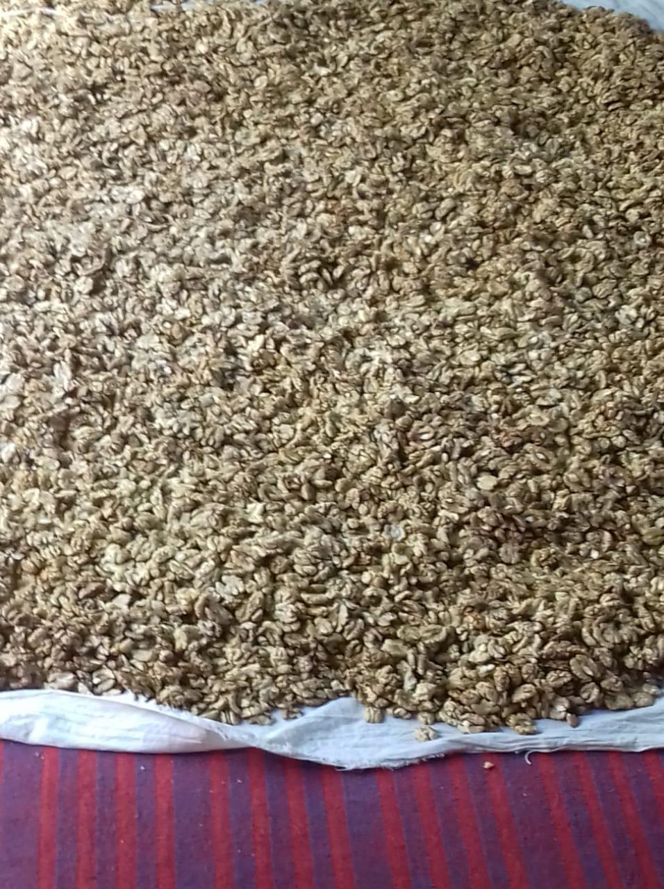 Steep decline in prices of valley walnuts leaves traders fuming