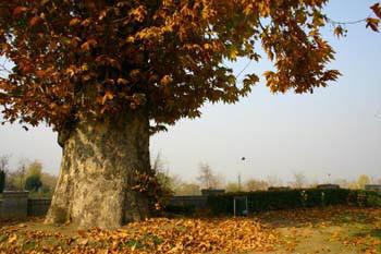 KNS Impact: Officials admit Chinar’s brittle in Bijbehara