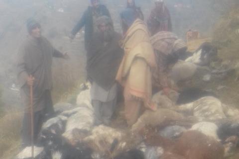 Lightning strikes in Rajouri, kills 107 goats, sheep of nomads