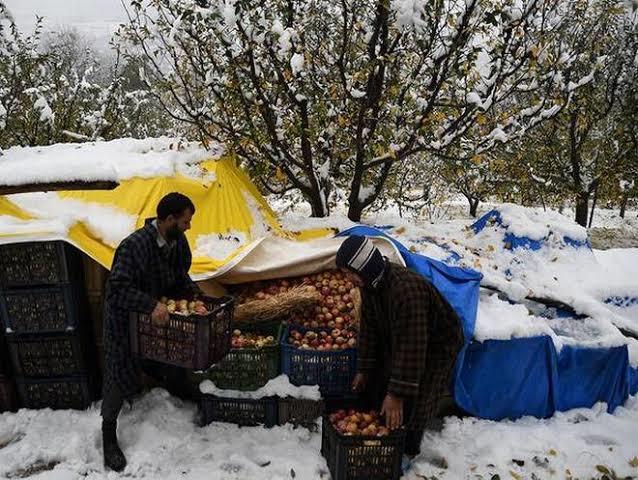 Fruit sector losses at Rs 500 crore due to snow: KCCI