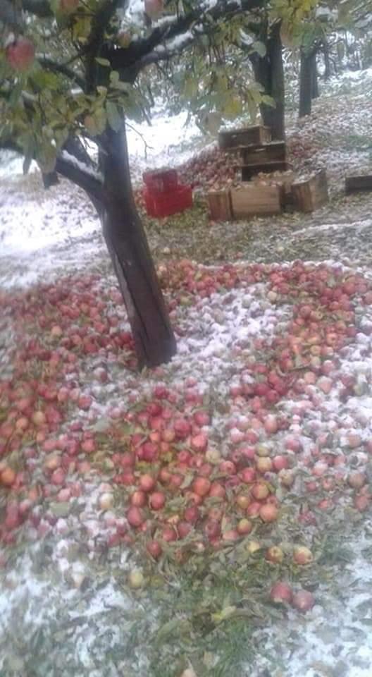 JK Zamindar Forum anguished over damage of crops, fruits across Kashmir