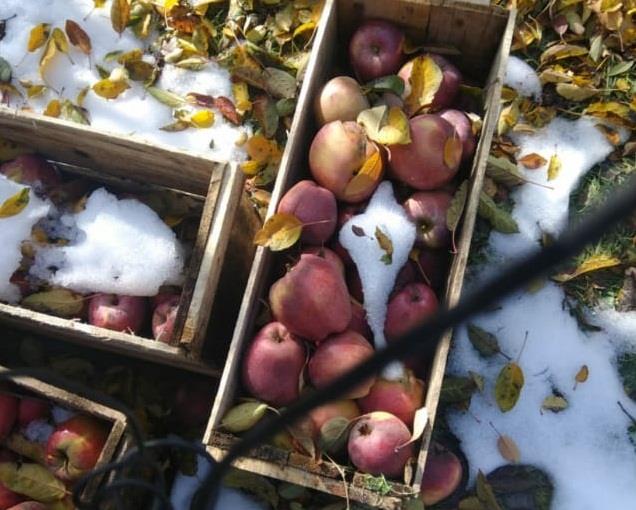 Damaged fruits due to snowfall leave fruit growers worried in Sirhama