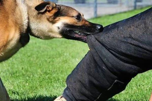 Stray dog continue to affect people in Kashmir