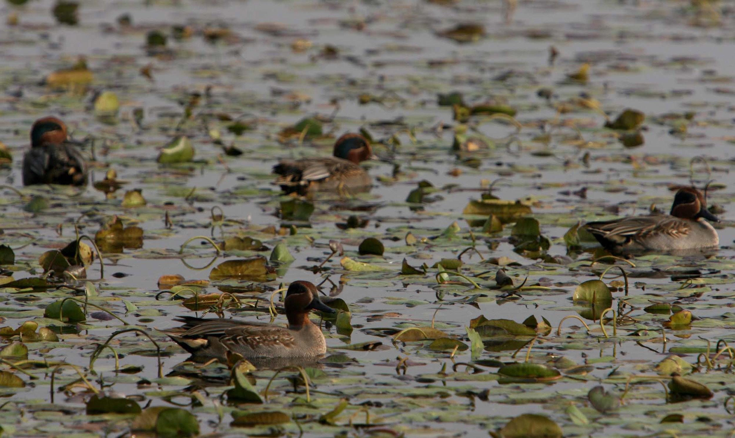 GCC concerned over construction of commercial complexes on wetlands