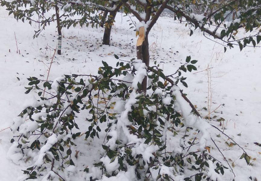 Relief announced for damaged apple orchards grossly inadequate: MLA Shopian