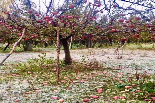 Orchardists from Kupwara district demand compensation