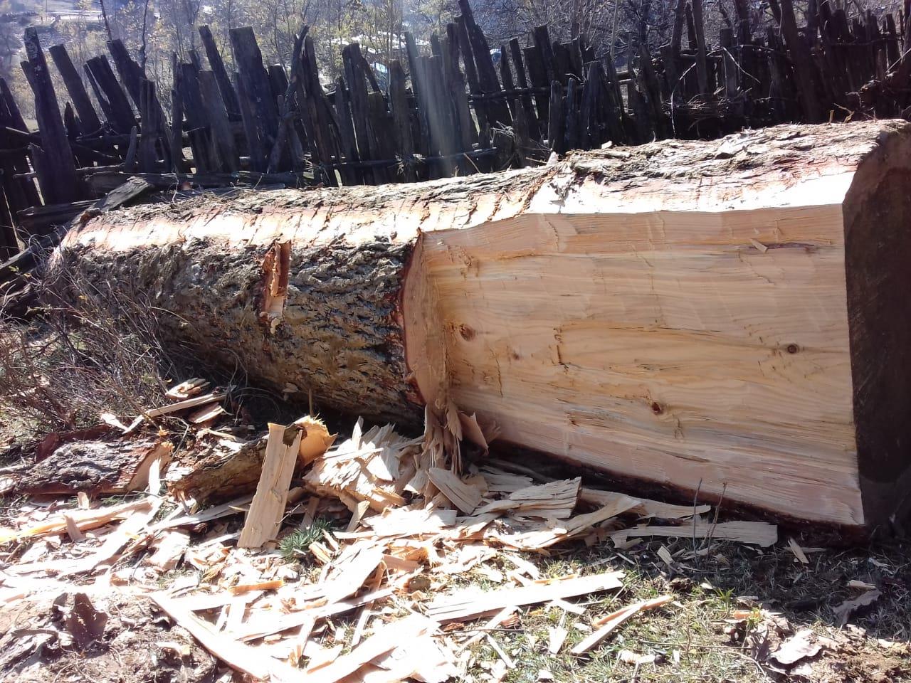 Mass cutting of green gold goes unnoticed in Rajwara Handwara