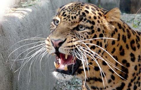 Leopard kills over eight sheep in Karnah village