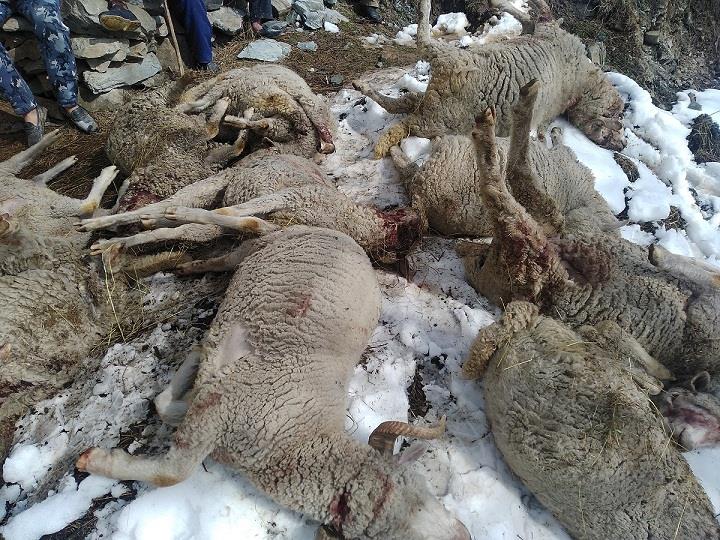 Leopard kills over twenty sheep in Karnah village