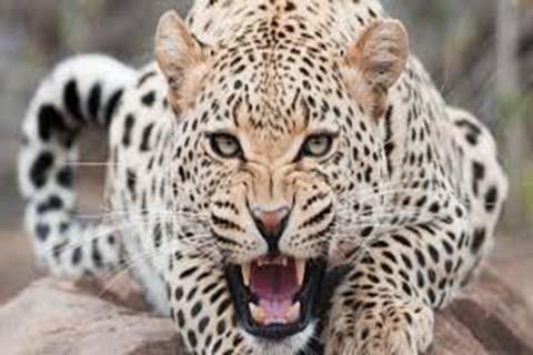 Man injured in leopard attack in Shahlal village in Handwara