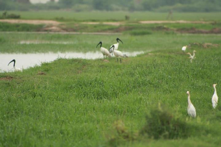 Wetland, Farmlands shrinking at an alarming rate in Kashmir