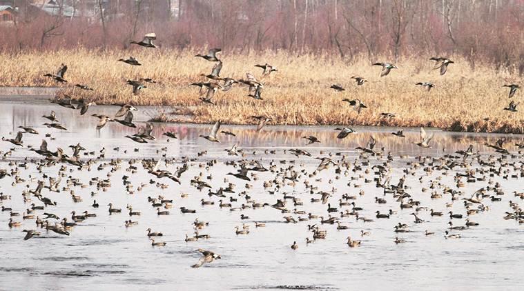 Encroachment of Wullar, Hokersar, Pampore Wetlands: NGT directs for constitution of Joint committee