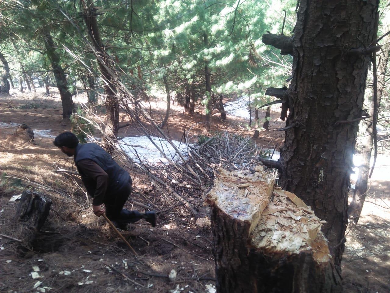Forest officials hand in glove with timber smugglers in Bandipora
