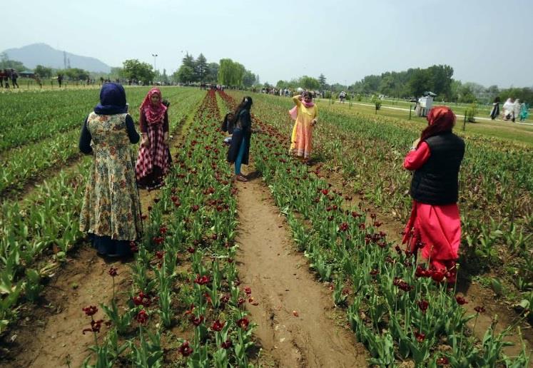 Tulip garden to close for public from April 28