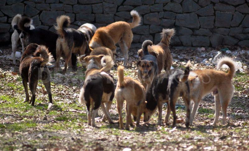 Stray dogs on prowl in Nowgam Langate