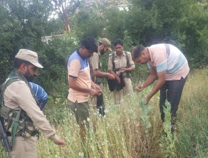 Illegal cultivation of Opium destroyed, accused arrested