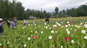 District admin cracks down on poppy cultivators in Pulwama
