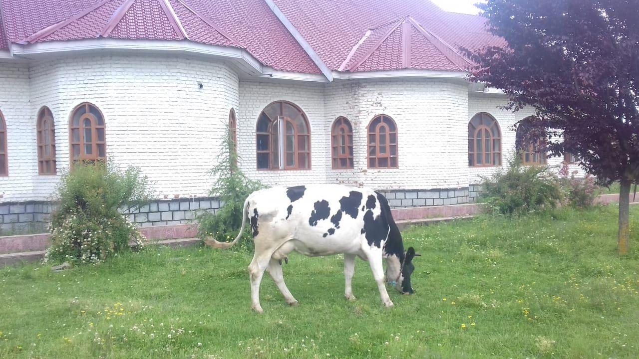 Environmental Hall in Handwara turns into cowshed