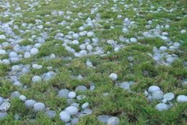 Hailstorm damage to crops; Horticulture Deptt submits report to Govt