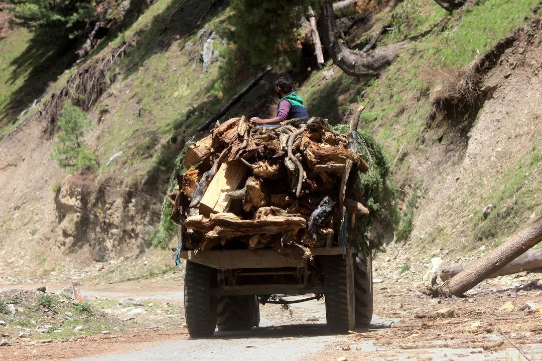 Illicit timber seized in Kangan