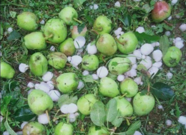 Hailstorm wrecks havoc in Budgam, causes massive damage to crops