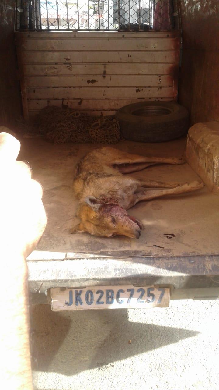 Man kills Wolf to save his life in Lanagate orchards