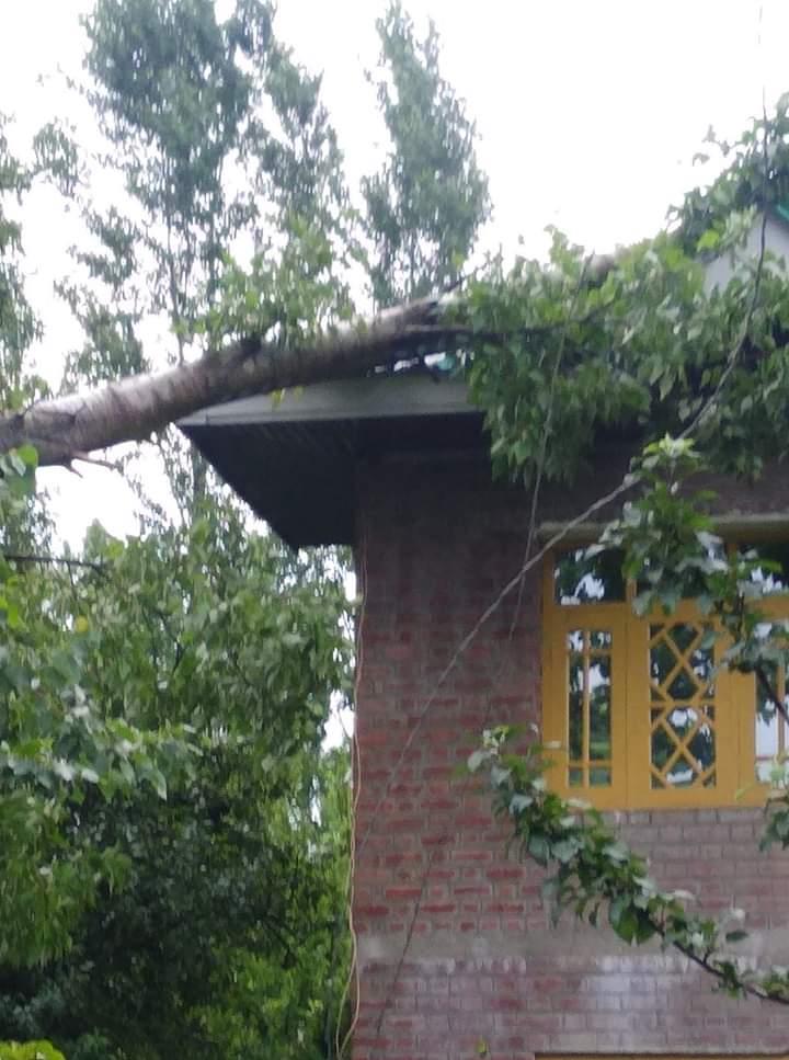 Narrow escape for Rafiabad family after tree falls on house
