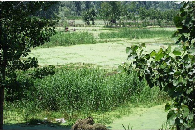 Anchar, Khushalsar, Gilsar Lakes under threat, State government unconcerned: NC