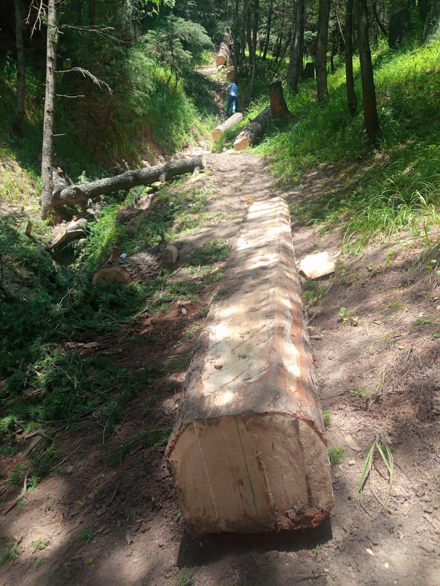 Illegal timber seized in Mawer Langate
