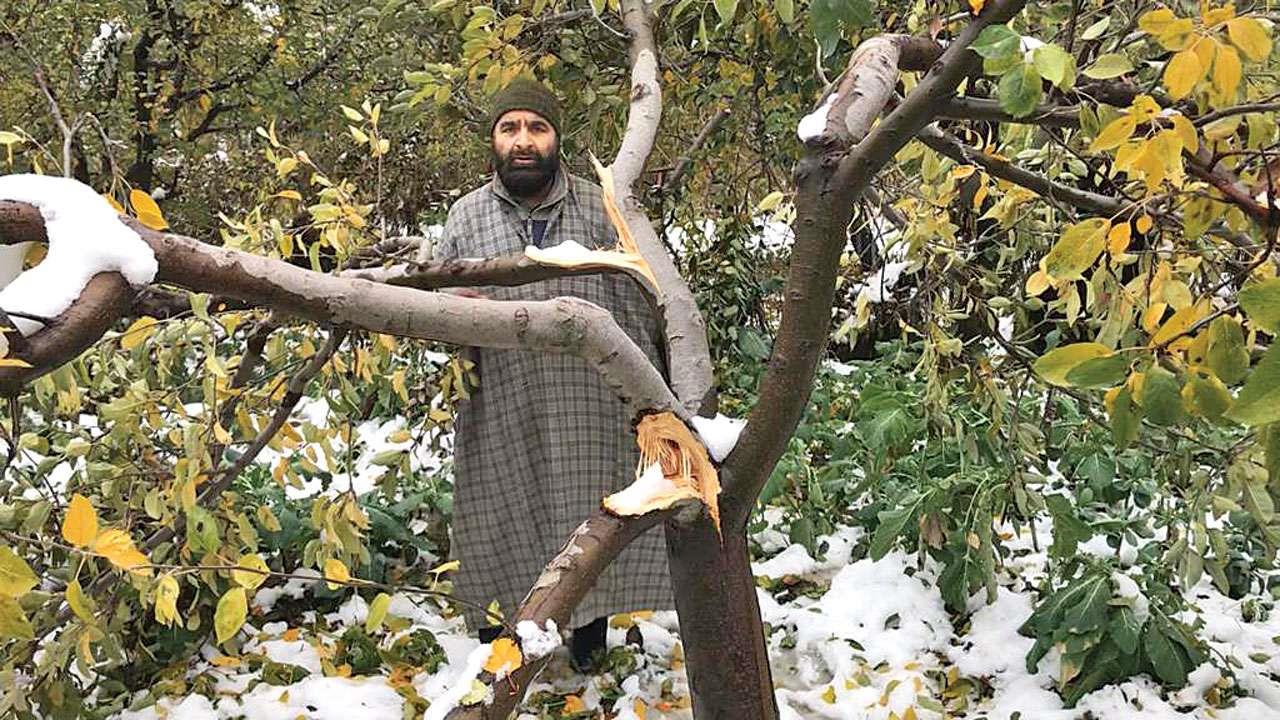Declare snowfall as national natural calamity, compensate growers: All India Kissan Sangarsh to govt