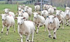 Live stock population dips in JK