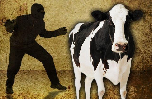 Thieves steal cattle in Kulgam