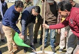 DDC inaugurates Chinar plantation drive in Bandipora