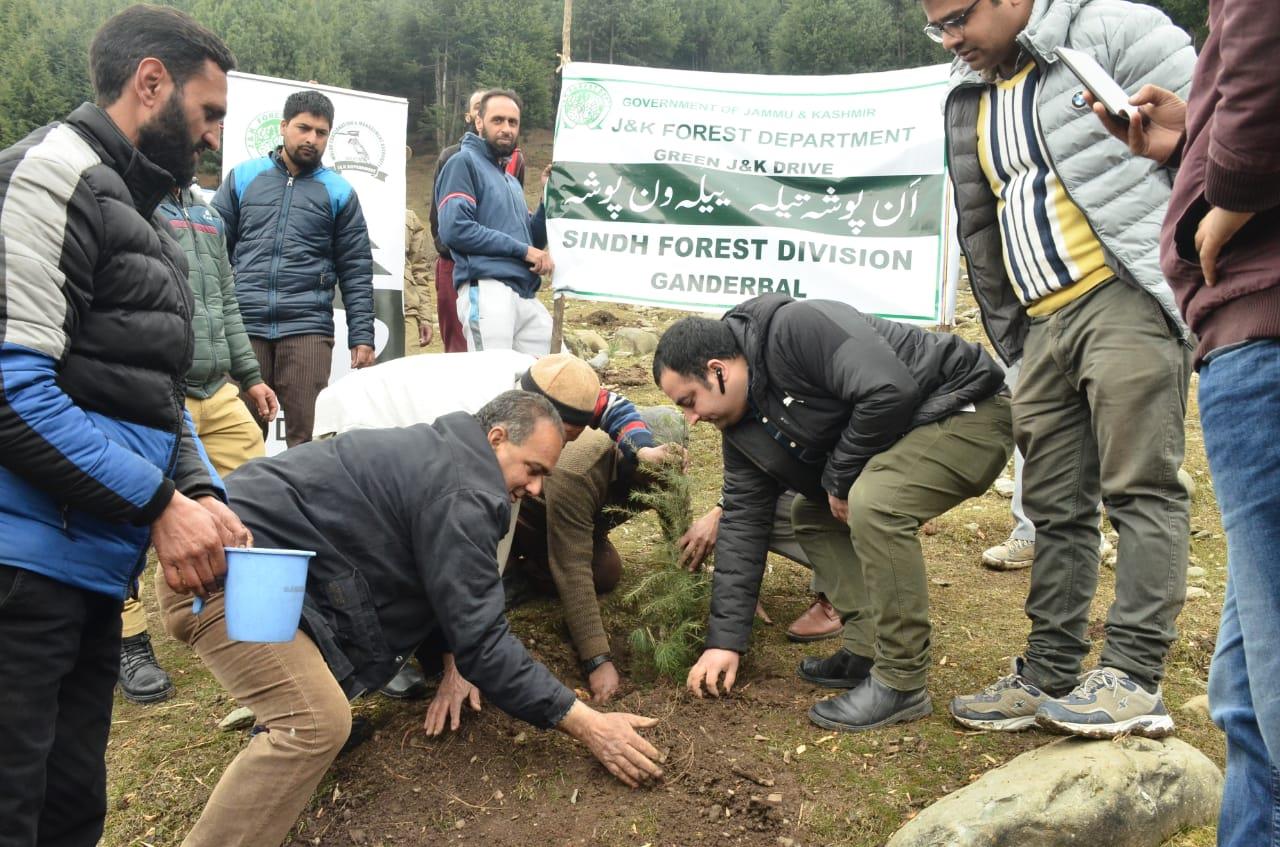 Plantation drive held at Kangan