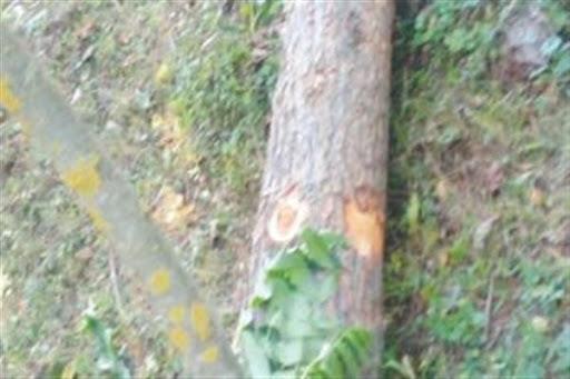 Green gold smuggling in Ganderbal, two employees suspended, one attached