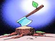 Construction agency resorting to rampant felling of trees for power project in Central Kashmir