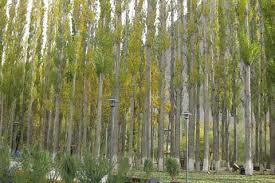 DC Bandipora directs axing of female Russian poplar trees within six days