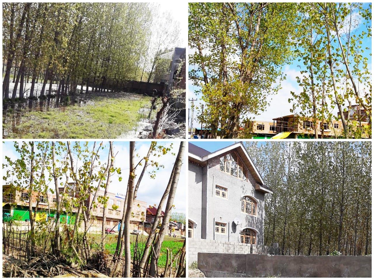 Maloora Residents Appeal Admin To Cut Down Female Russian Poplar Trees